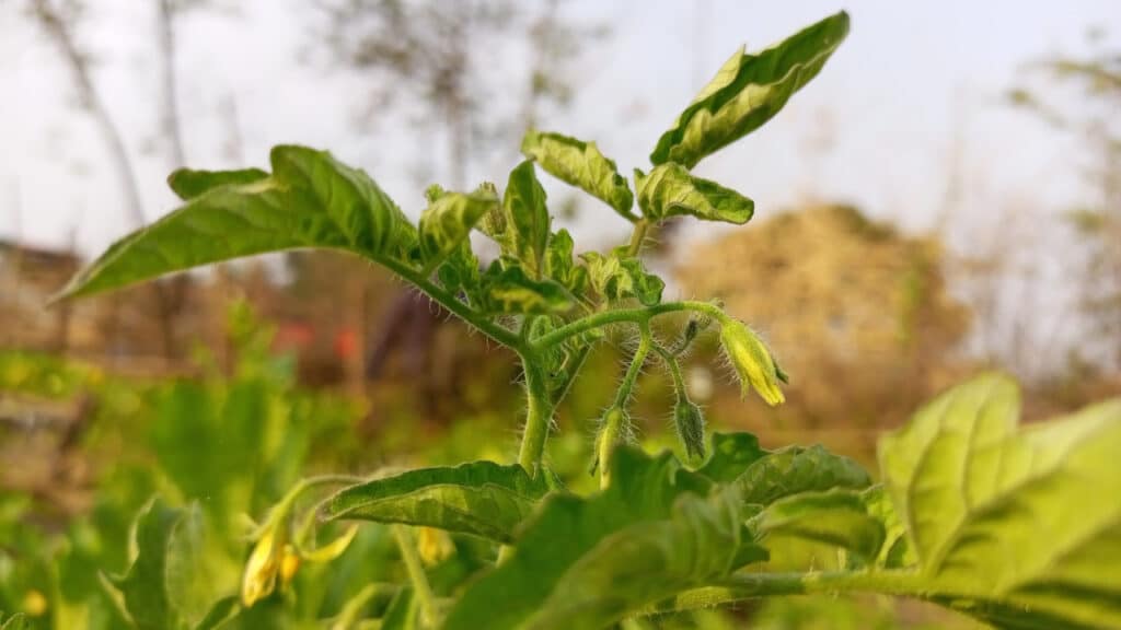 überdüngte Tomaten