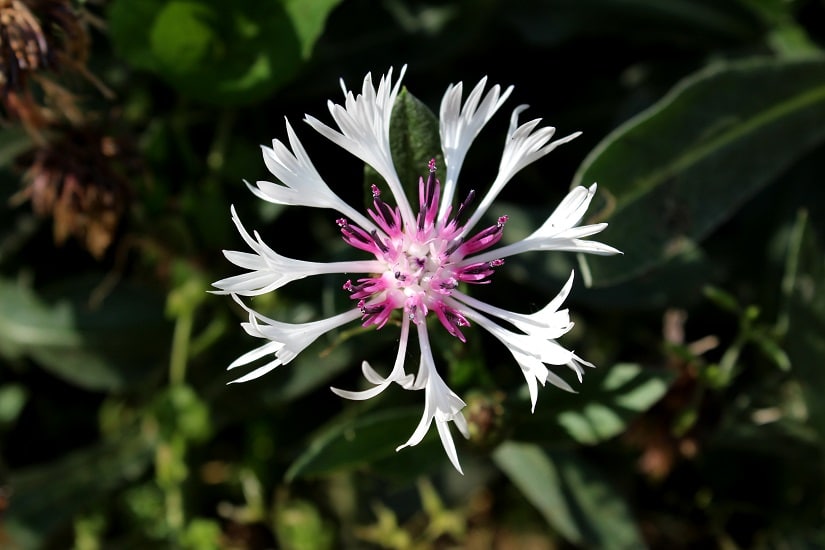 Einen weiße Bergflockblume