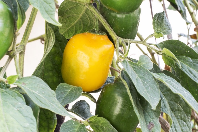 Gelbe und grüne Früchte des Baumchilis.