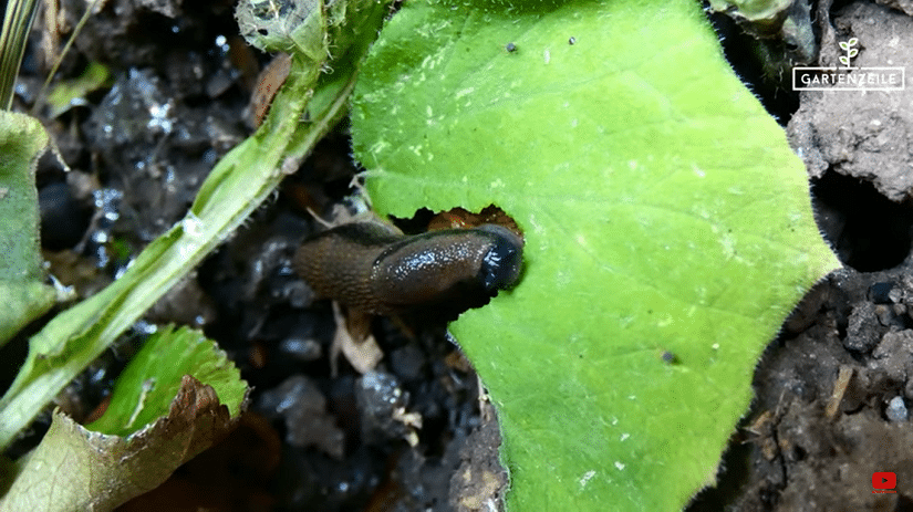 Nacktschnecke in einem Garten frisst das Blatt einer Nutzpflanze
