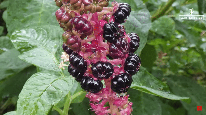 Nahaufnahme der Beeren der Asiatischen Kermesbeere.