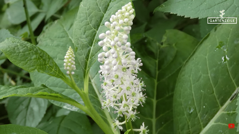 Die Blüte der Asiatischen Kermesbeere