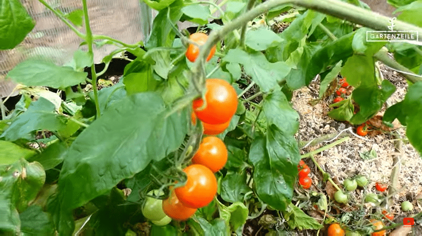 Mit Kartoffelkäfern befallene Tomatenpflanze