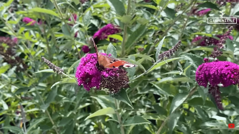 Sommerflieder