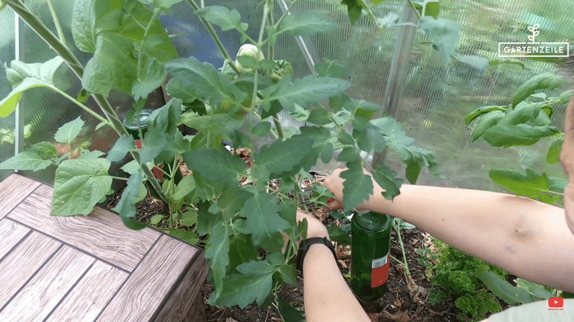 Überschüssige Blätter einer Tomatenpflanze werden abgeschnitten