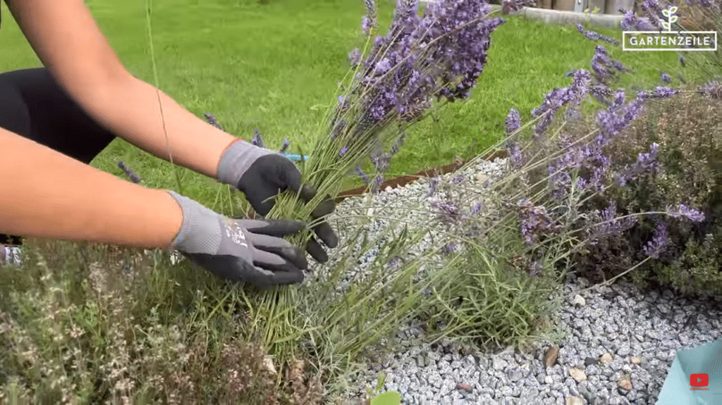 Lavendel selber ernten: Tipps und Tricks für die perfekte Trocknung