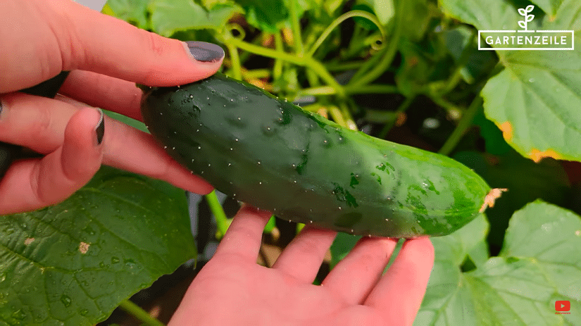 Eine Gurke mit Stacheln