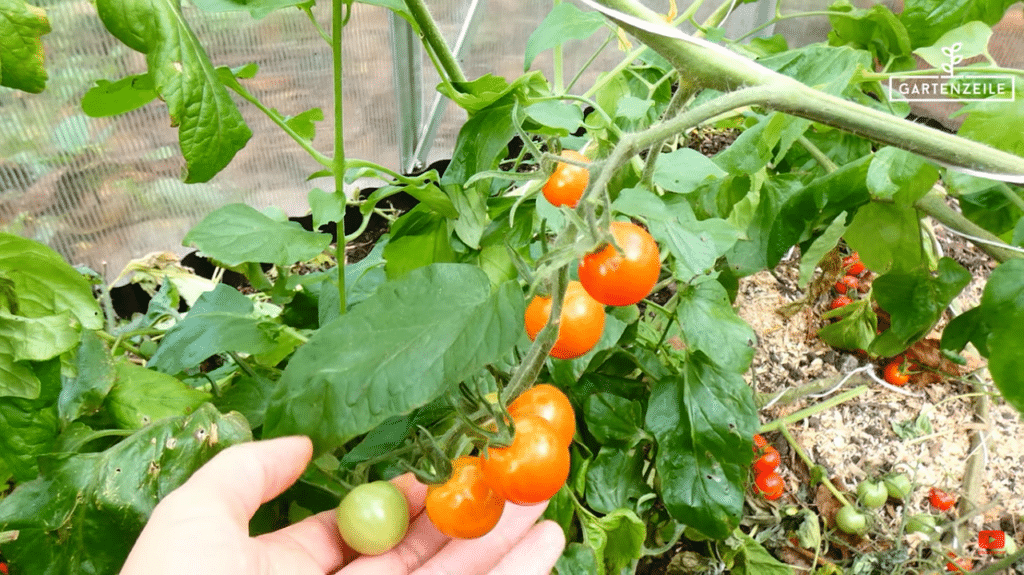 So werden deine Tomaten schneller reif!