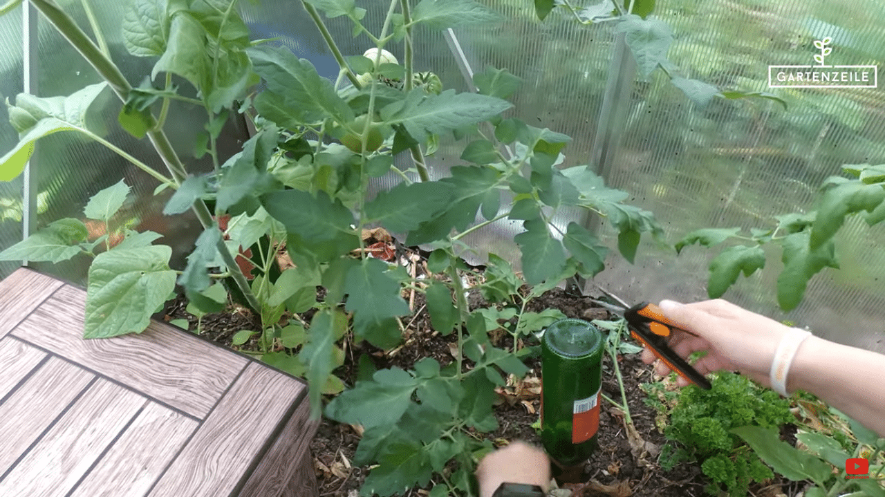 Tomaten richtig schneiden und Blätter entfernen » Gartenzeile.de