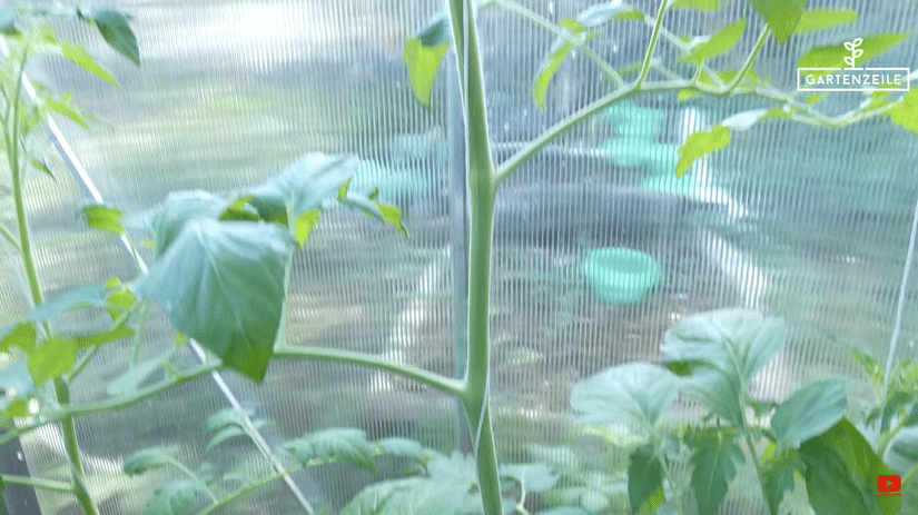 Eine Tomatenpflanze im Gewächshaus mit genug Platz zwischen den Blättern