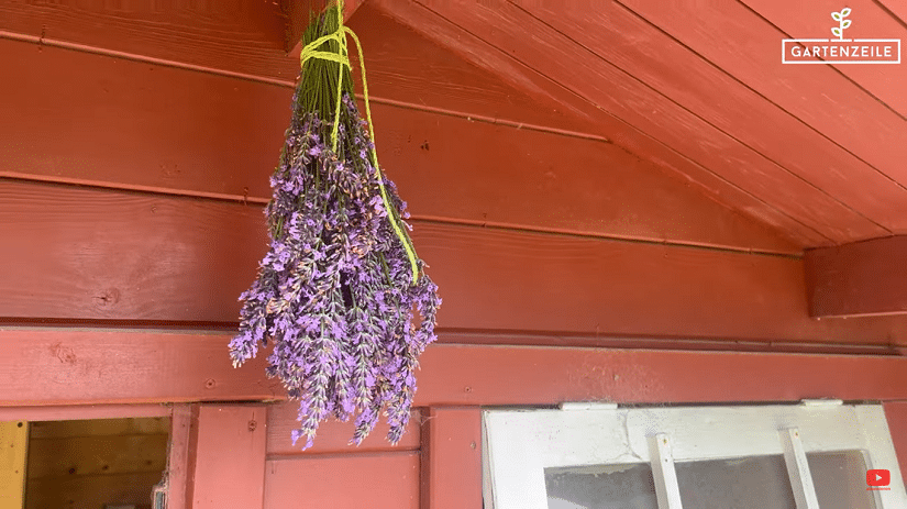 Die Lufttrocknung eines Lavendel-Bündels