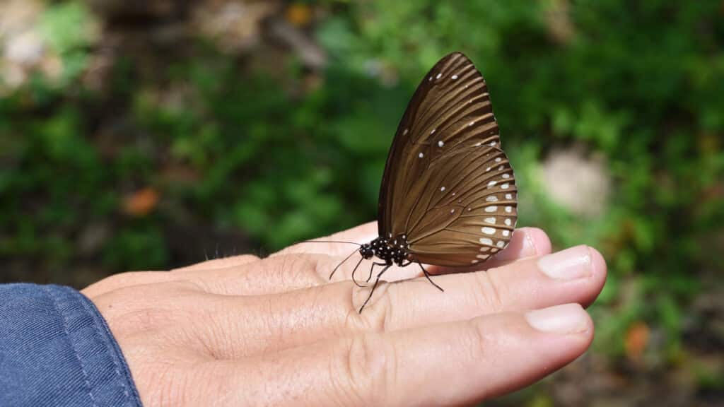 Verschiedene Tipps zur Anlage eines wildtierfreundlichen Gartens