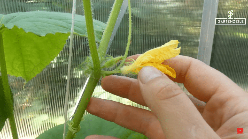 Wie erkenne ich männliche und weibliche Gurkenblüten?