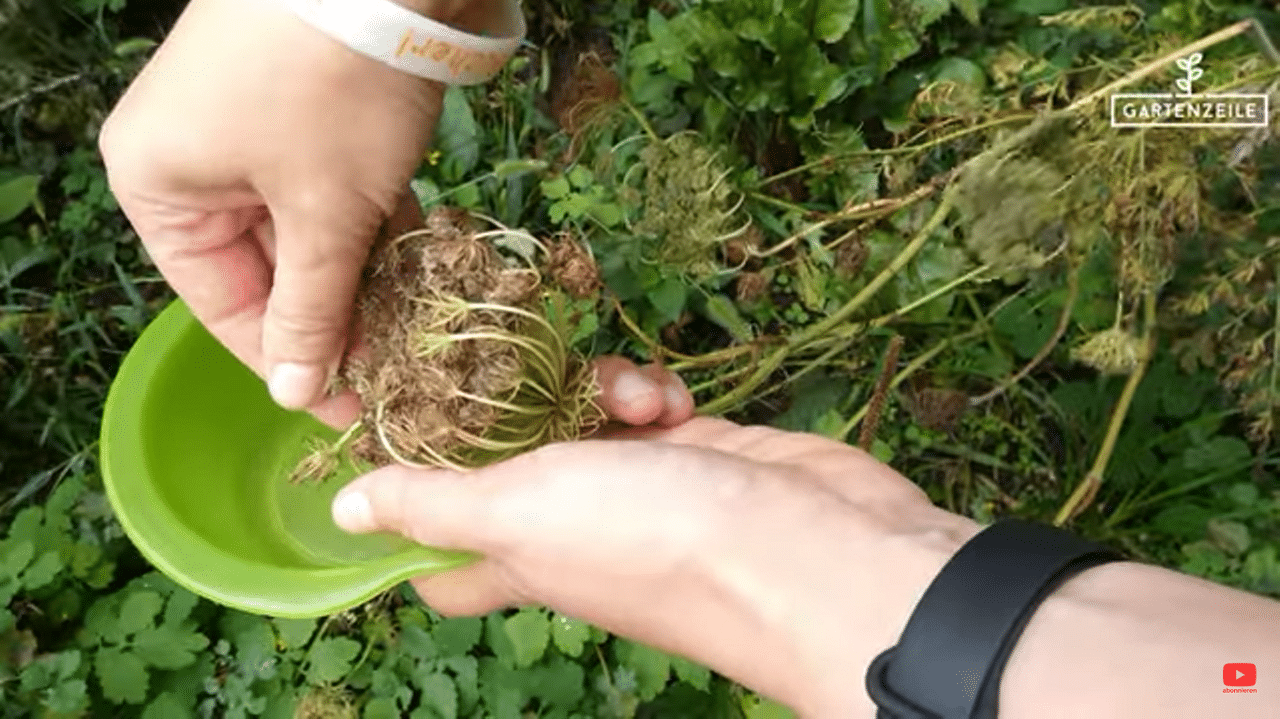 Samen von deinen Pflanzen entnehmen warum und wie » Gartenzeile.de