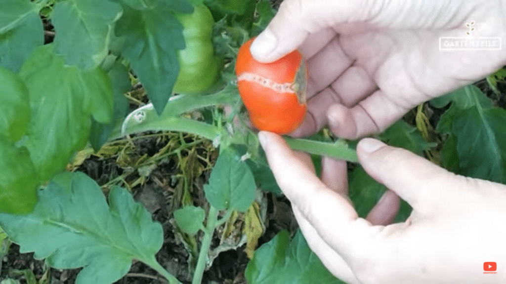 3 Ursachen für aufgeplatzte Tomaten und wie du sie verhindern kannst