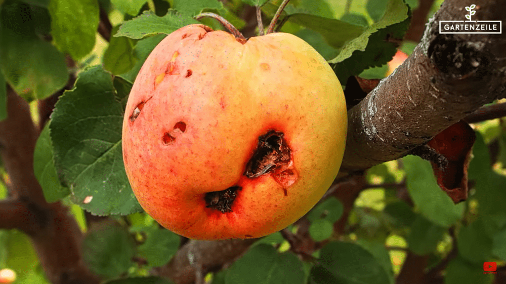 Ein verfaulter Apfel hängt am Baum