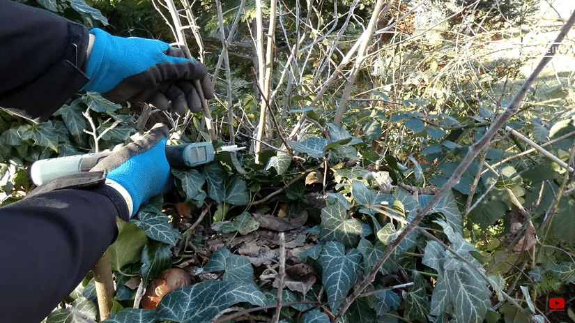 Elektrische Gartenschere EasyPrune von Bosch im Test