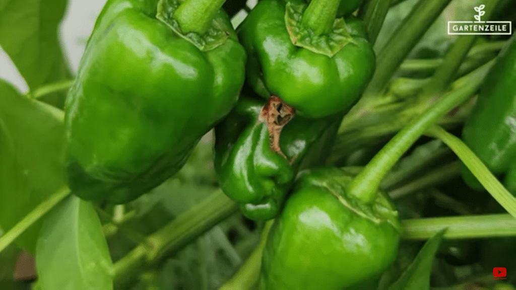 Grüne Paprika im Garten