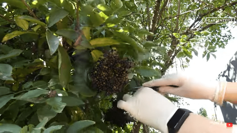 Holunderbeeren werden geerntet