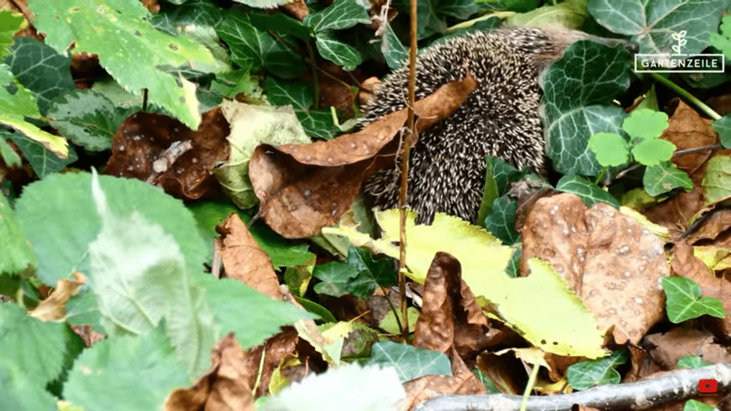 Ein Igel im Garten profitiert vom liegengelassenen Laub