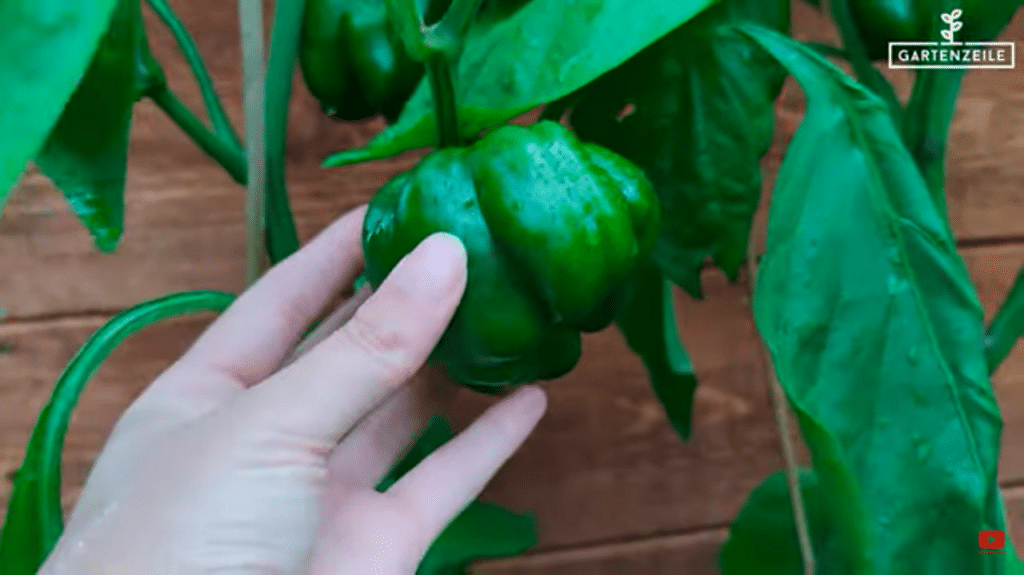 Deshalb solltest du deine Paprika auch noch Grün ernten