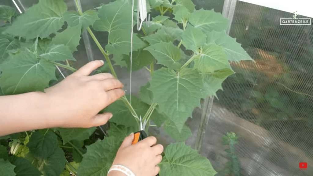 Physalis über Stecklinge vermehren