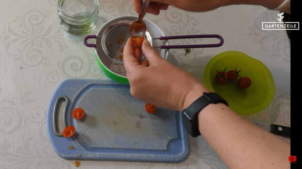 Tomatensamen entnehmen: Welche Pflanzen sich eignen und welche nicht