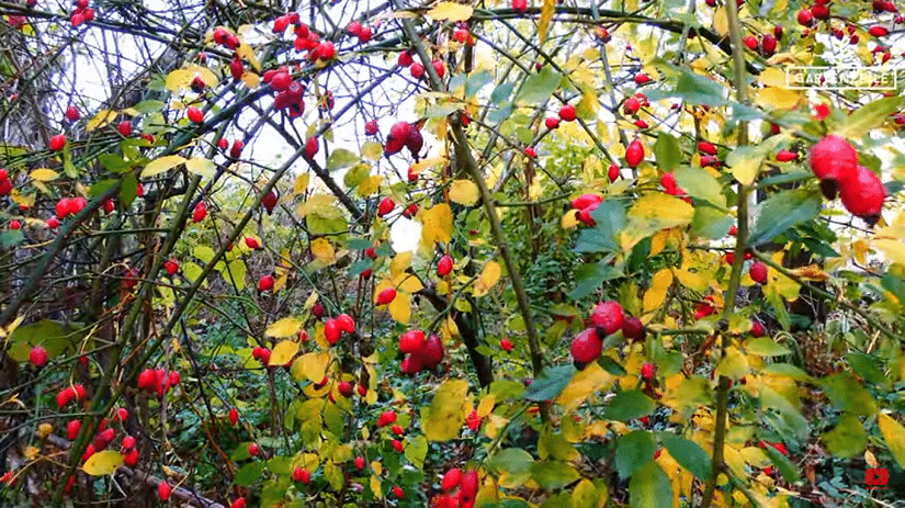 Hagebutten im Garten