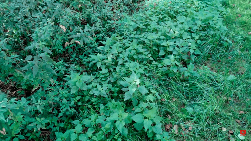 Die Vorzüge der Brennnessel