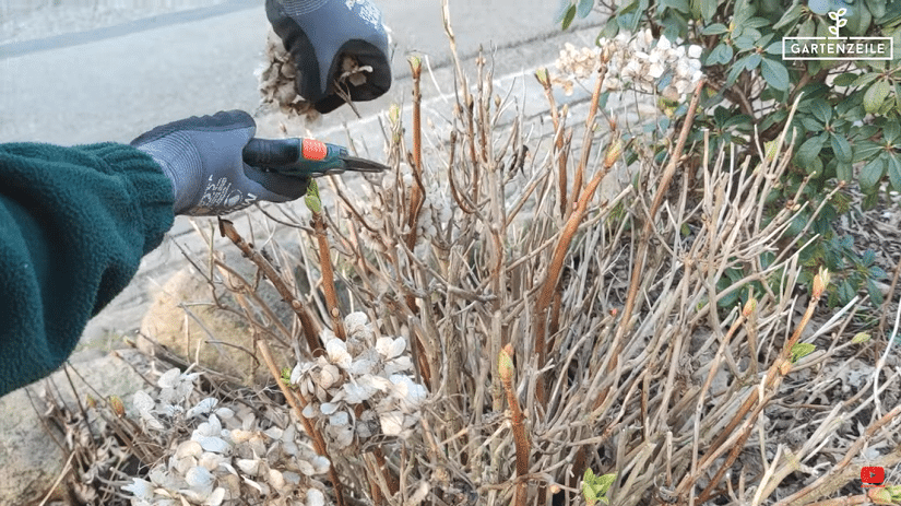 Hortensie wird für den Winter vorbereitet