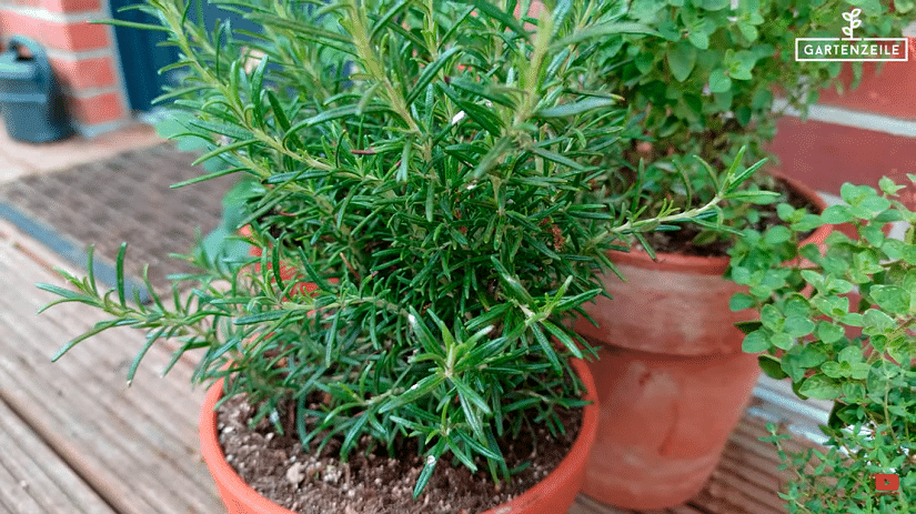 Verschiedene Kräuter in Töpfen auf einer Terrasse